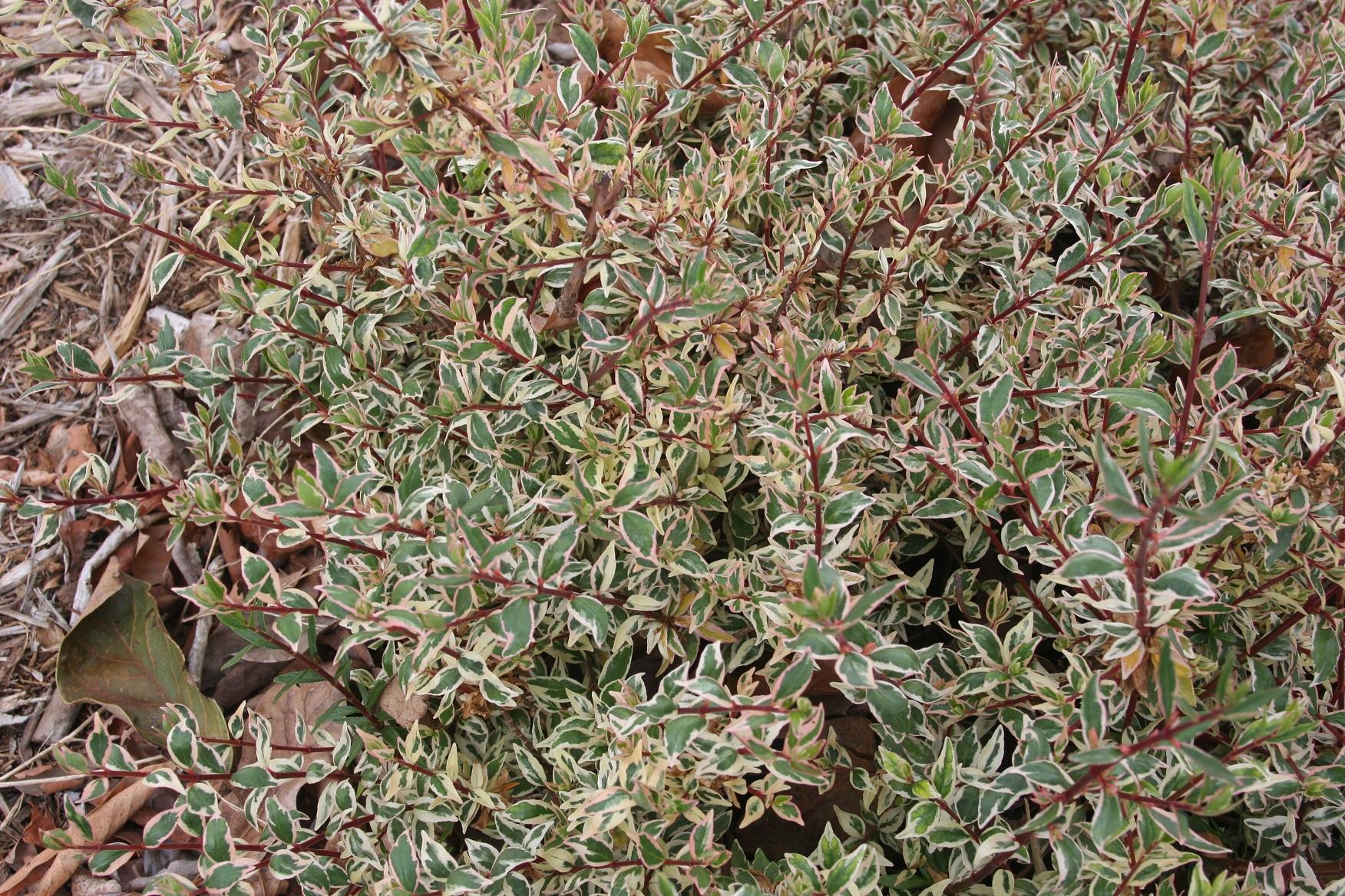 Abelia Vanilla Brandy 20 April 2021 6