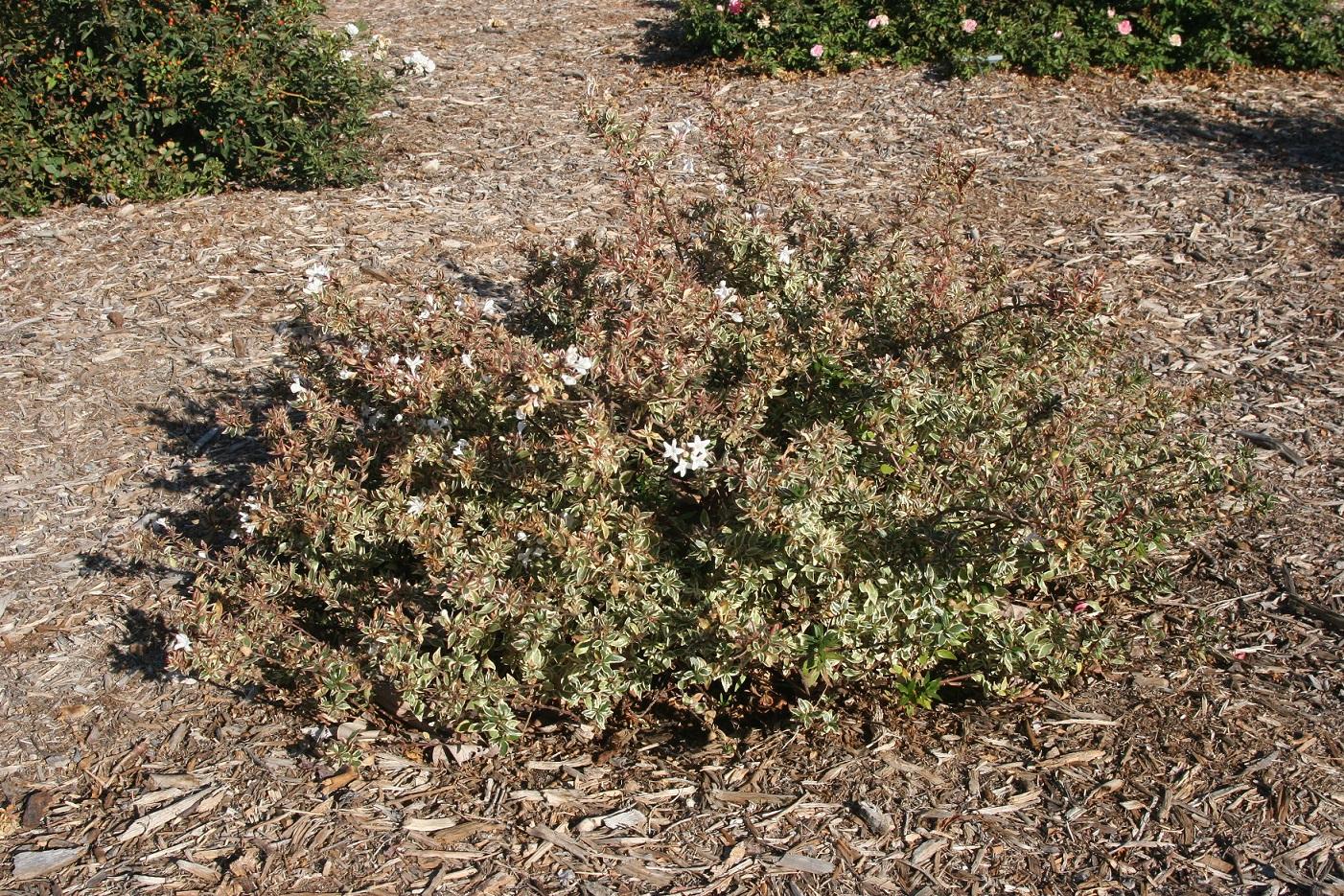 Abelia Vanilla Brandy 20 October 2021 5