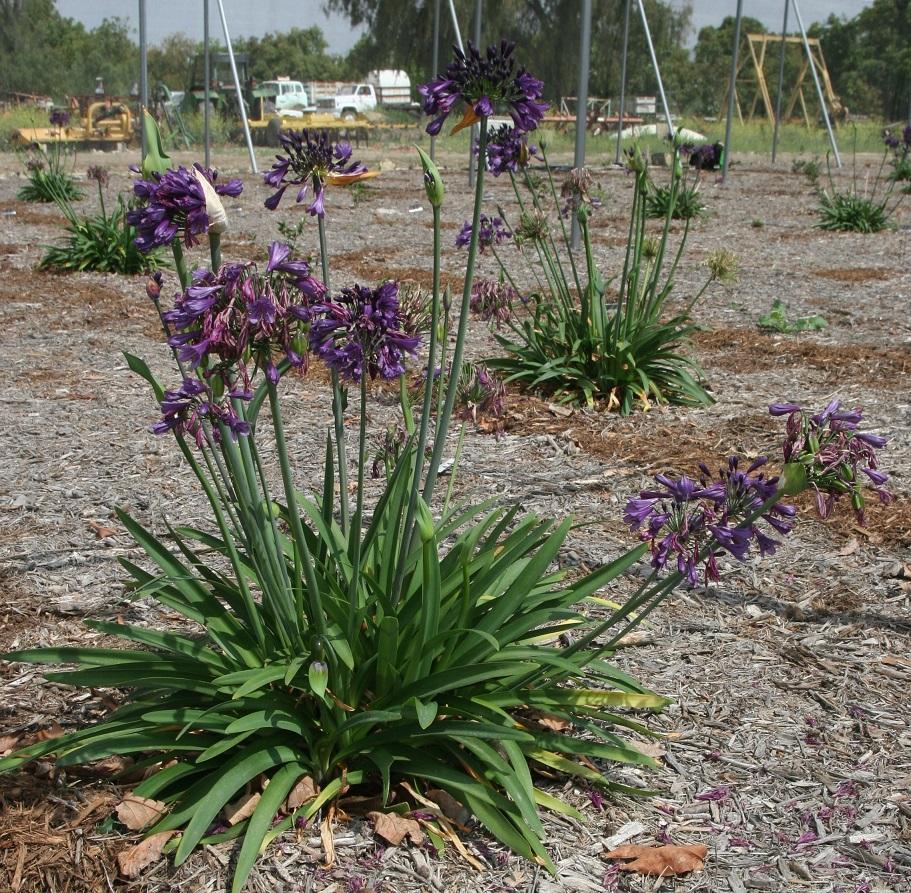 Agapanthus 20 May 2021 3