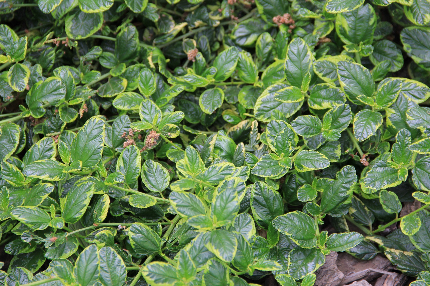 Ceanothus Highlights foliage closeup April 