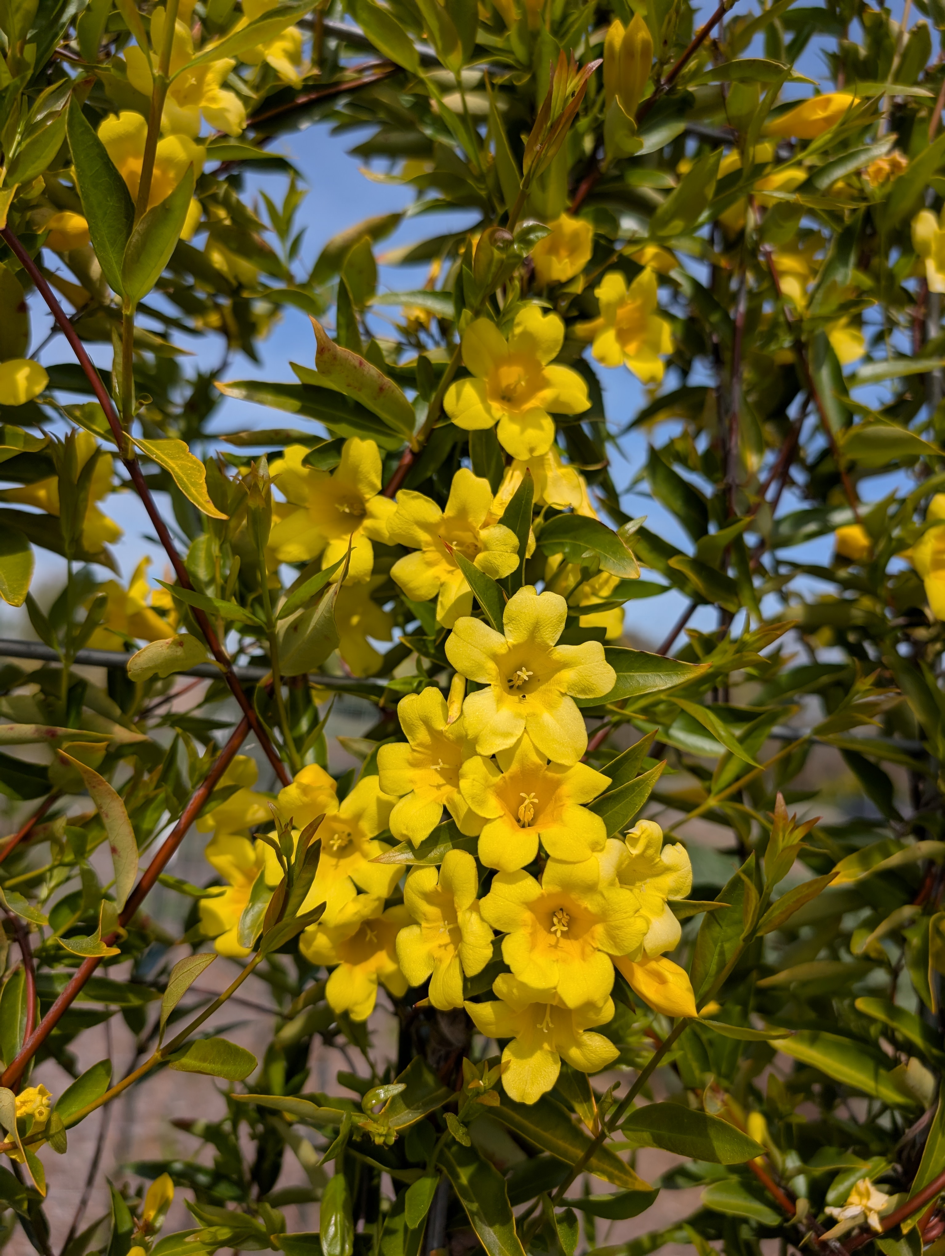 Cluster of bright yellow trumpet-shaped flowers on leafy vine