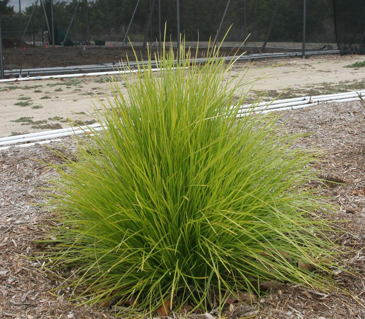 Lomandra Del Sol 20 April 2021 2