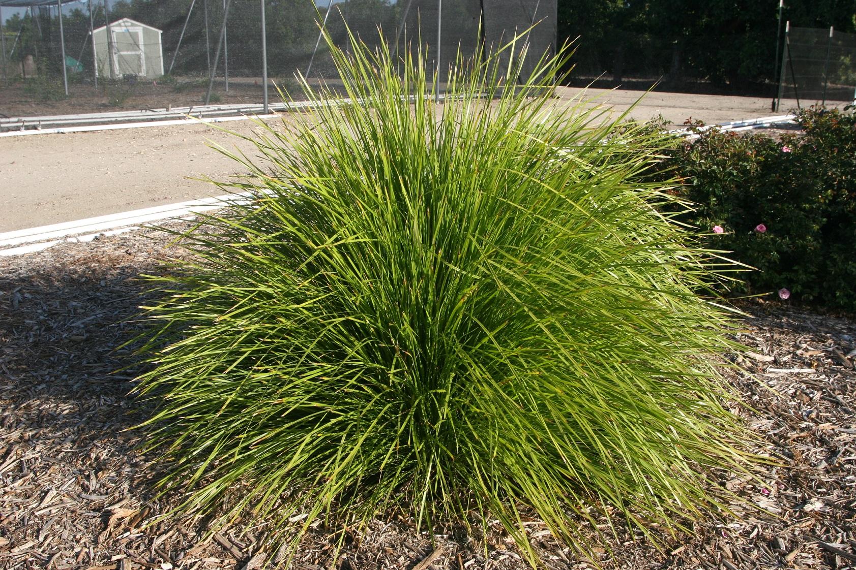 Lomandra Del Sol 20 October 2021 3