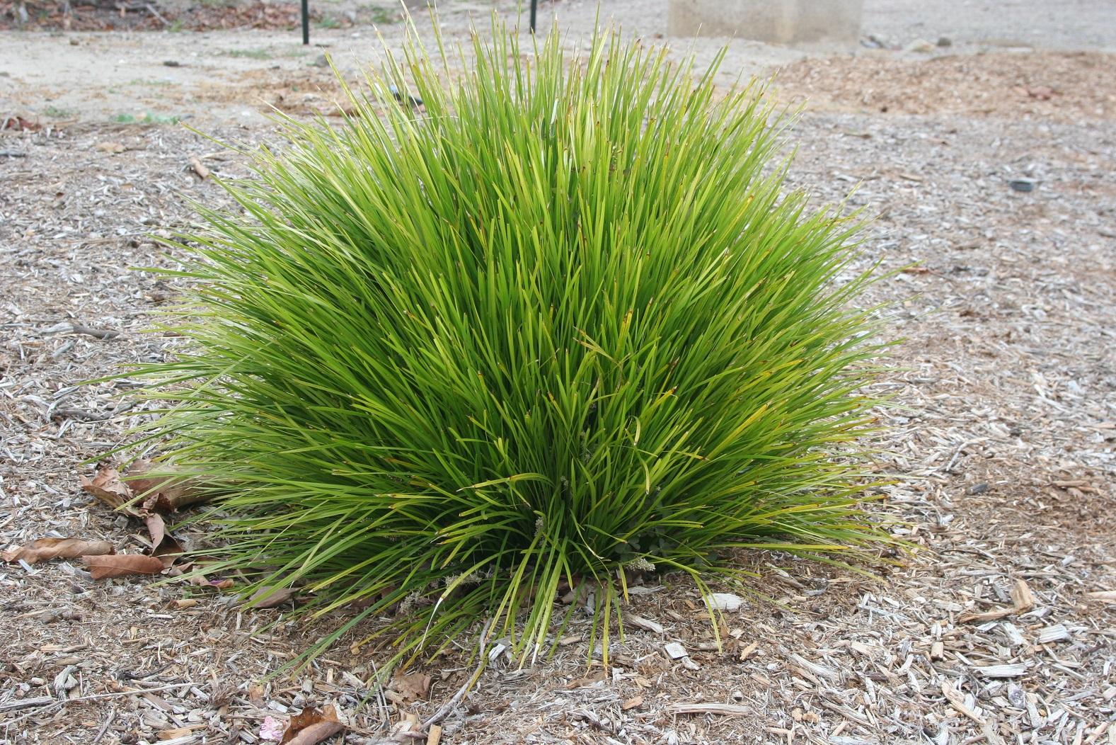 Lomandra Shorty 20 April 2021 1
