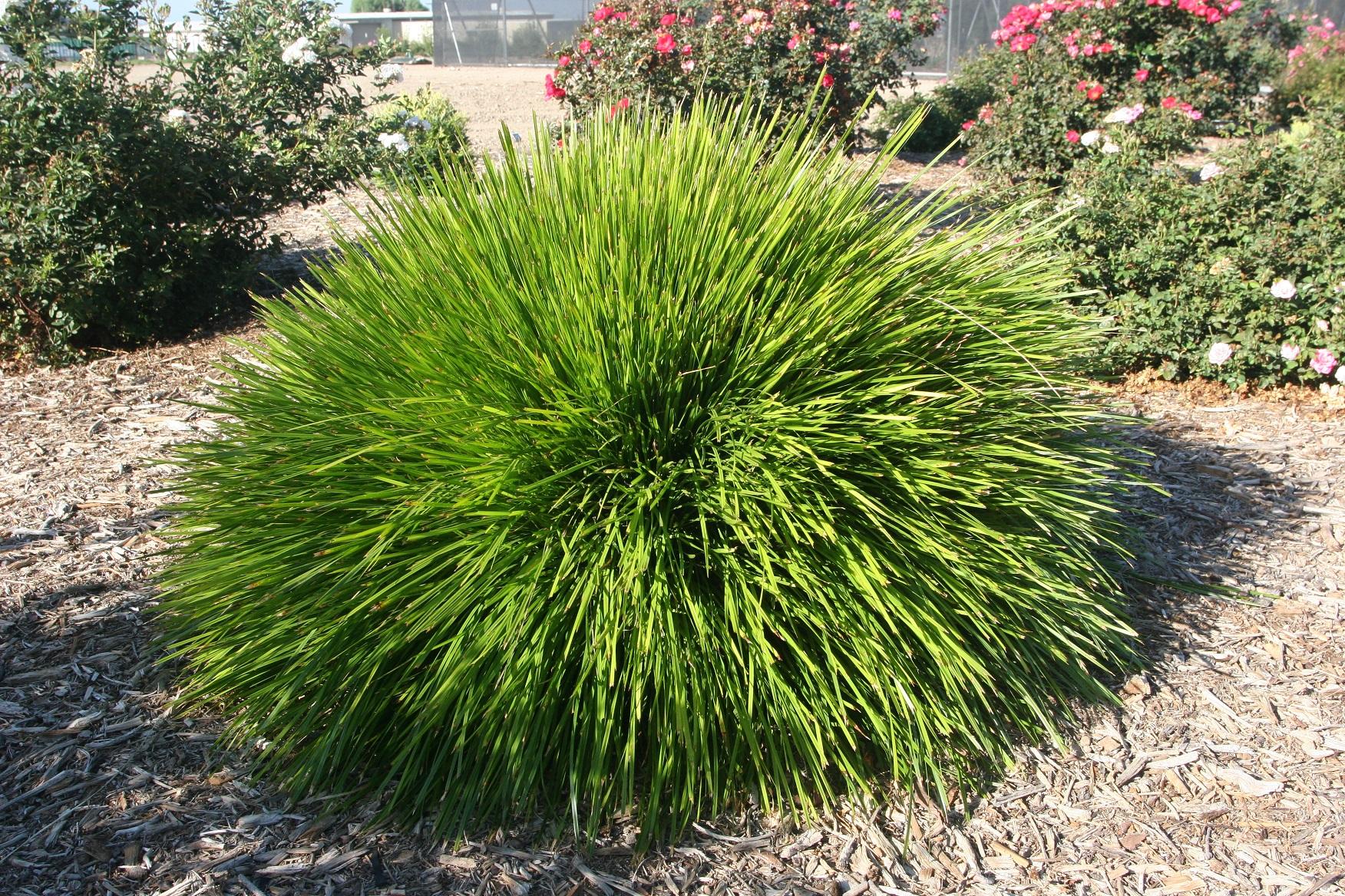 Lomandra Shorty 20 October 2021 1