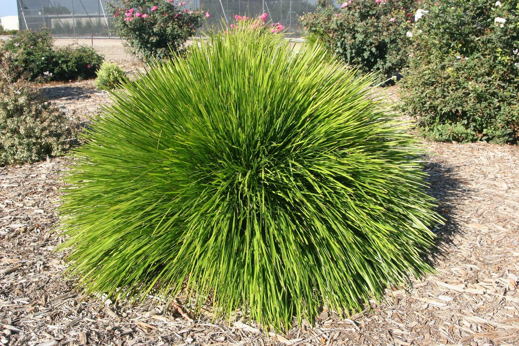 Lomandra Shorty 50 October 2021 1