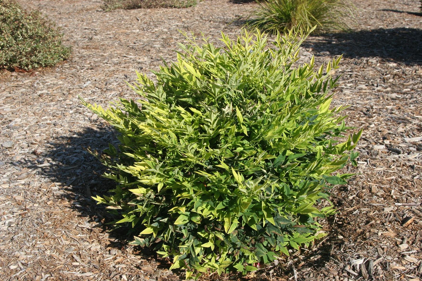 Nandina Lime 50 October 2021 4