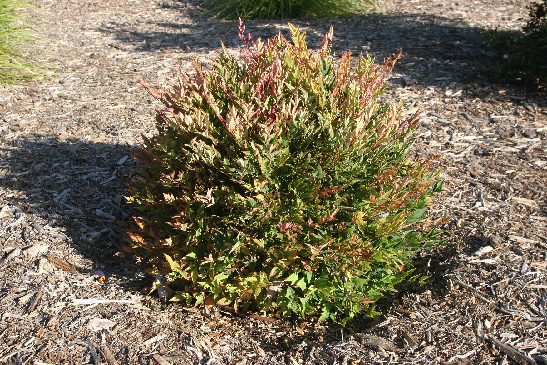 Nandina Peach 50 October 2021 3