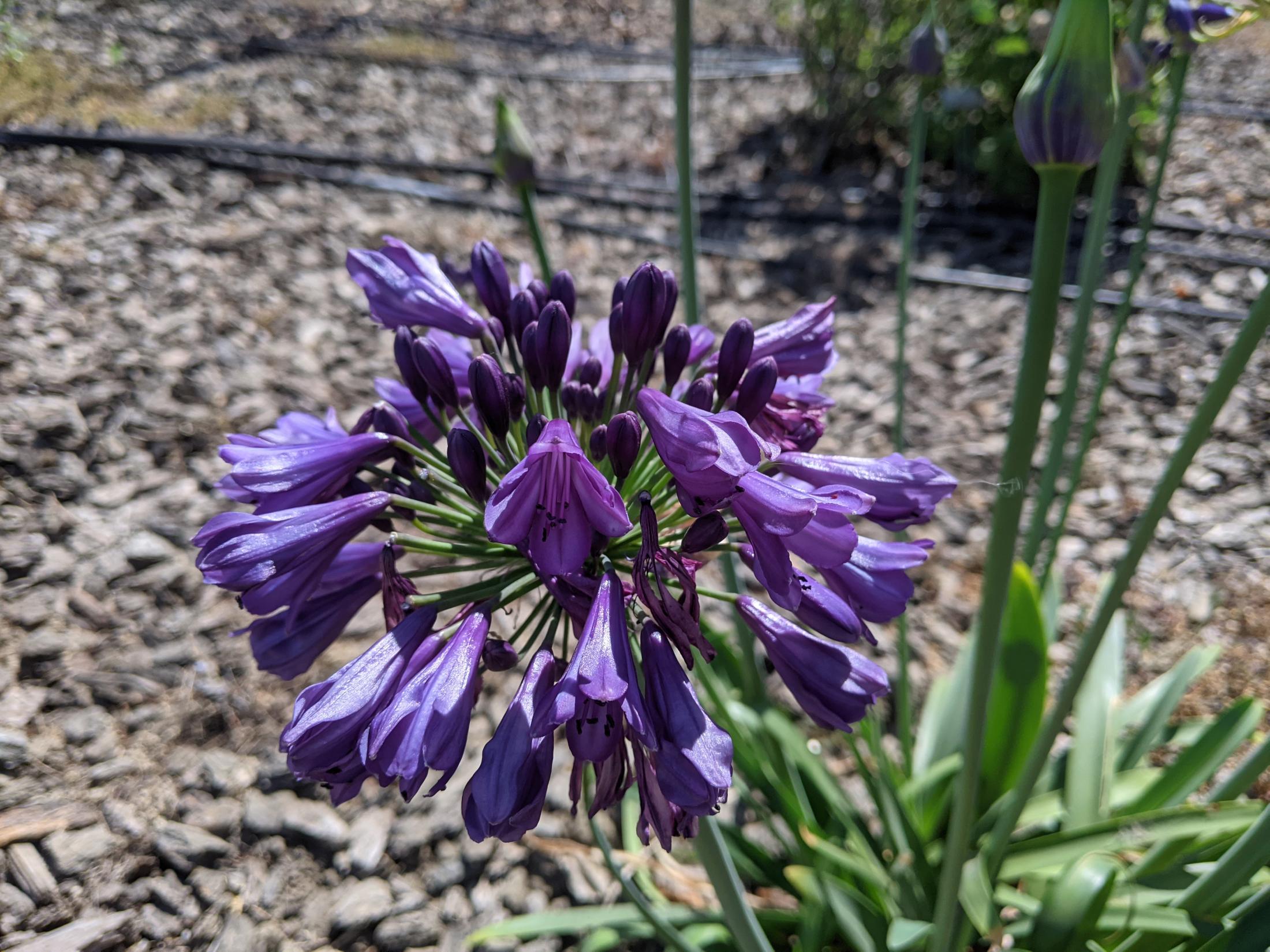 Agapanthus Ever Amethyst flowers at UCD