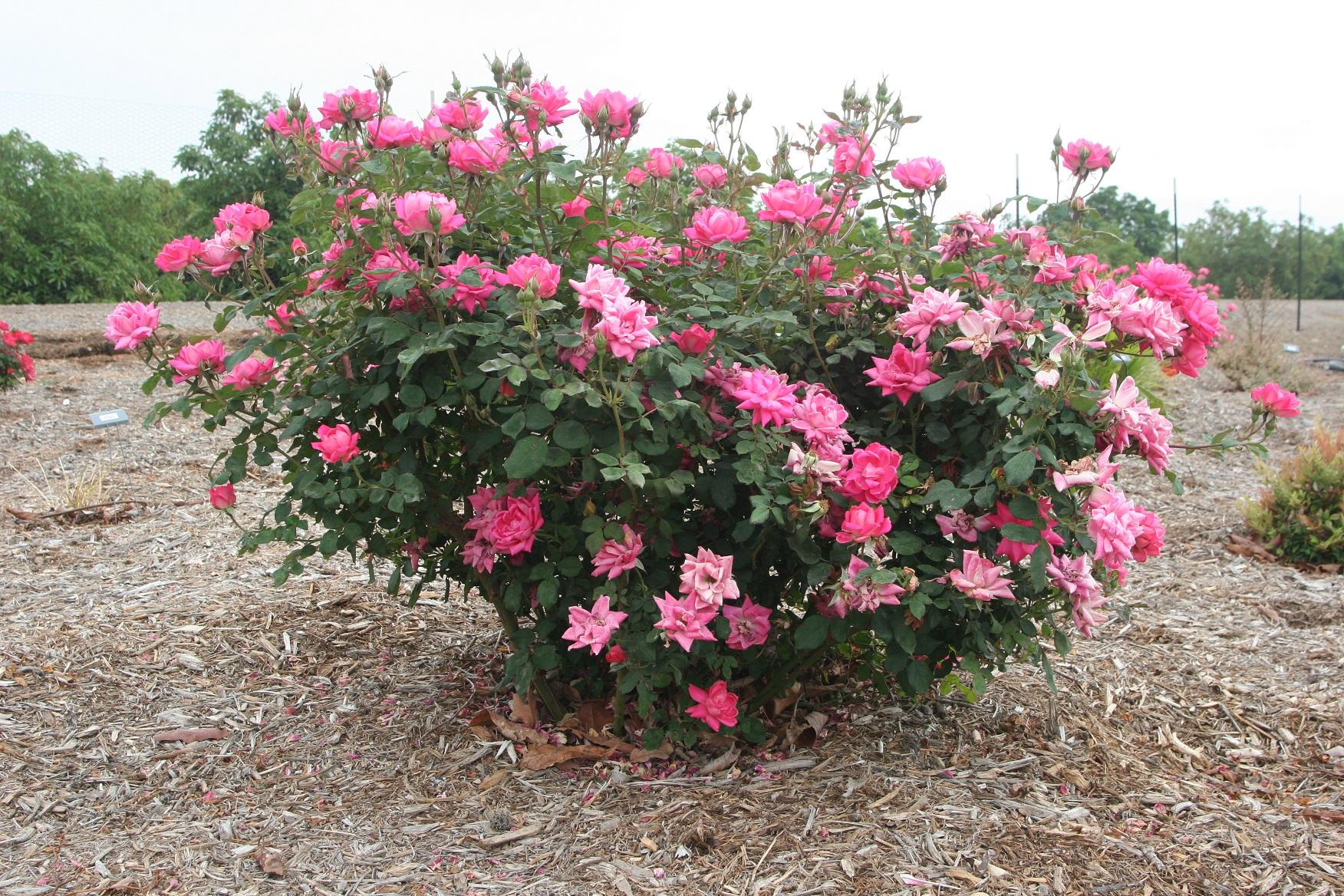 Pink Double Knock Out 20 May 2021 1