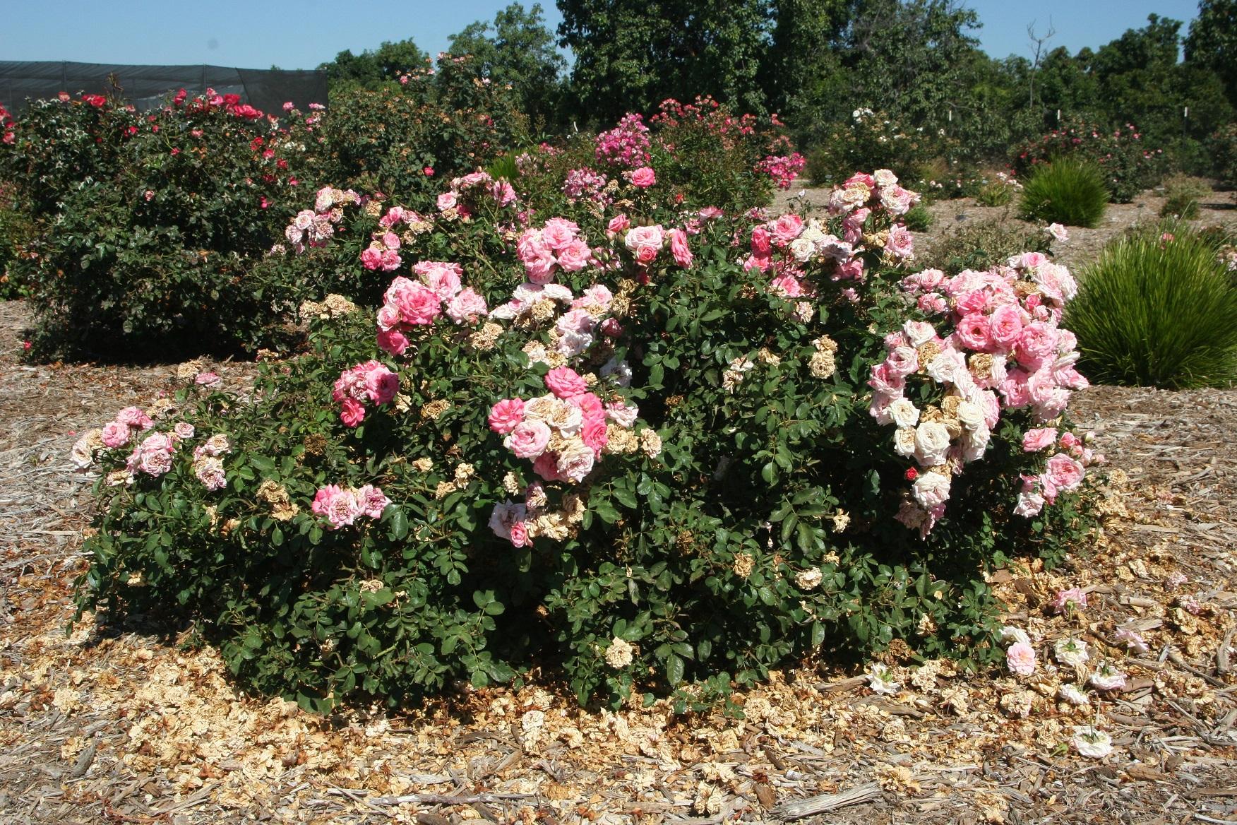 Sweet Drift Rose 50 September 2021 2