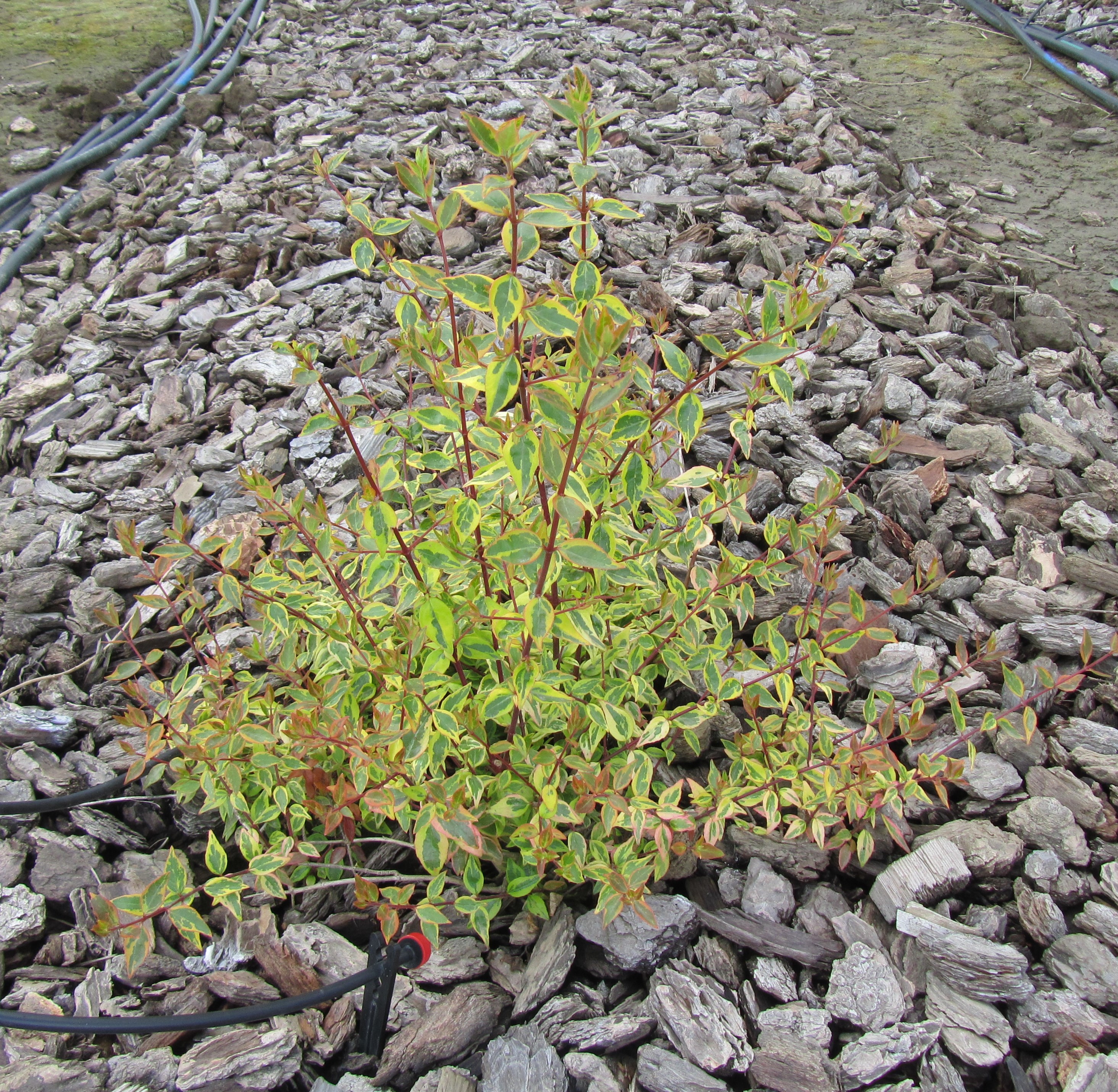 abelia sunshine daydream 2011