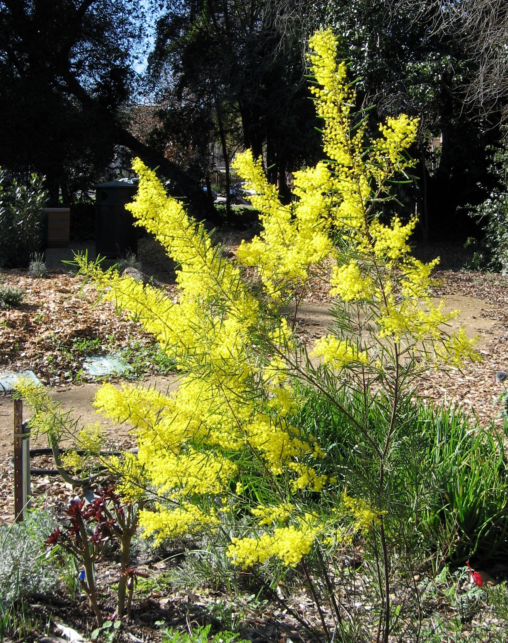 acacia boormanii 2009