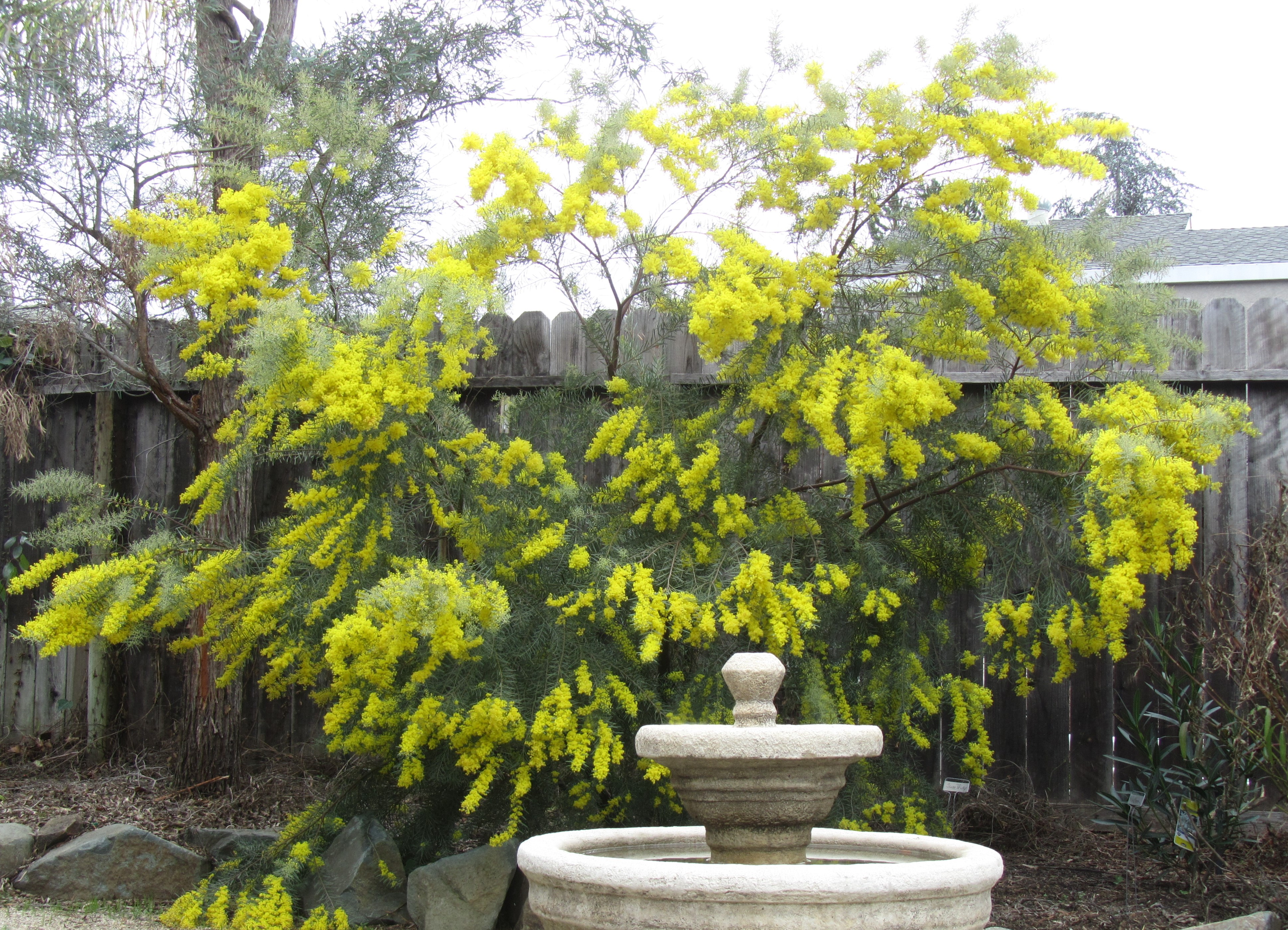 acacia boormanii folsom 2009