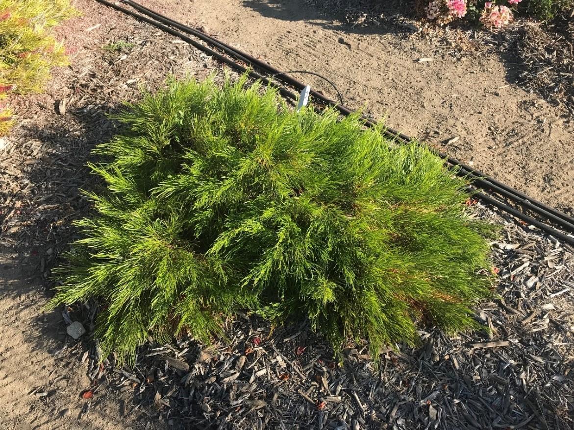 A good specimen of Acacia ‘Cousin Itt’ at South Coast REC in September 2019. Photo: SK Reid.