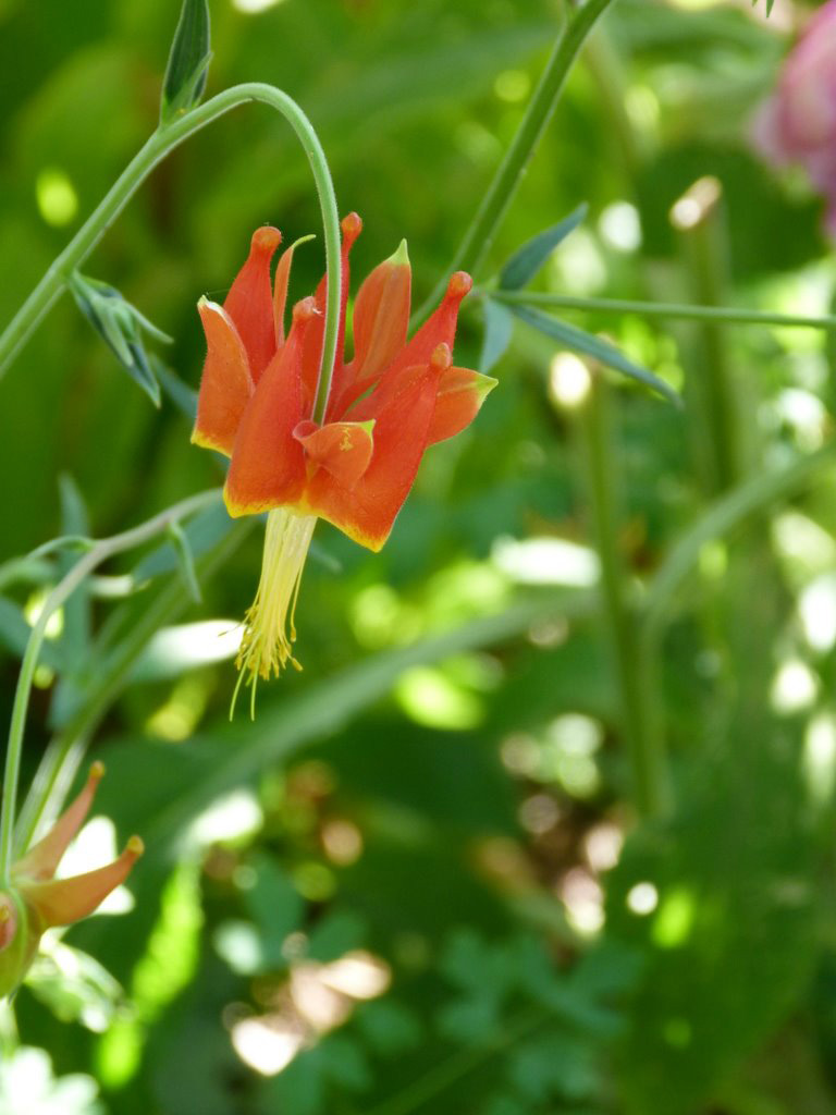 aquilegia eximia closeup 2007