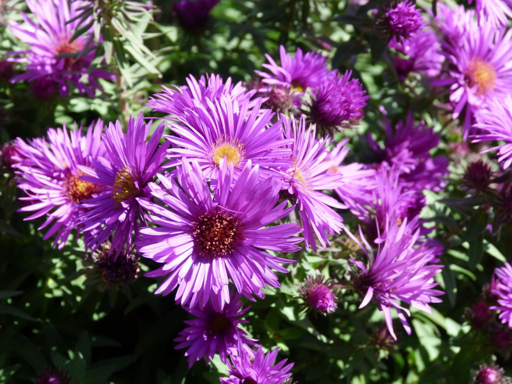 aster purple dome closeup 2011