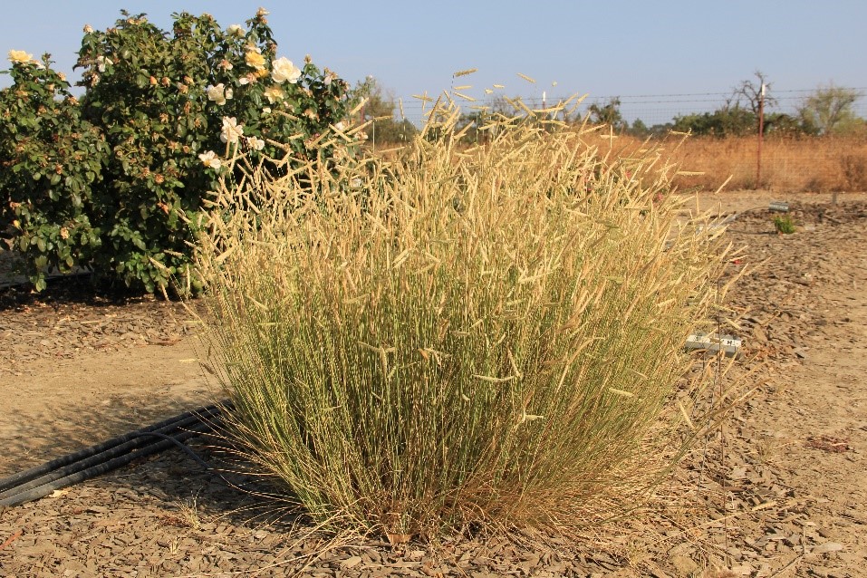 Bouteloua gracilis ‘Blonde Ambition’ on 60% ETo in Sept. 2016. Photo: SK Reid.
