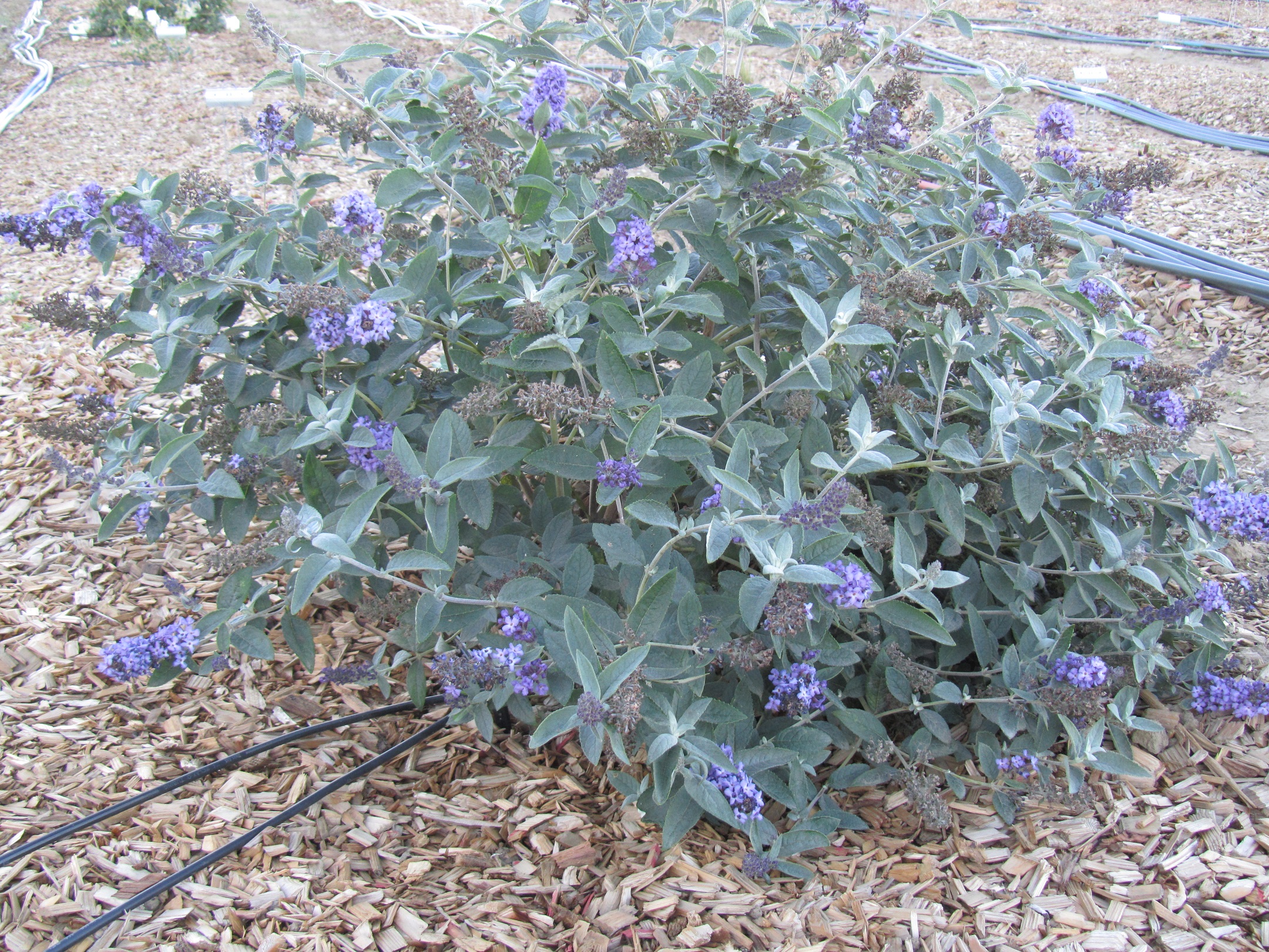 buddleia blue heaven nov 2011