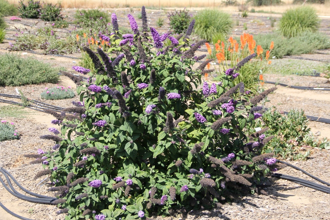 Buddleia ‘Purple Splendor’ in May 2014. Photo: SK Reid.