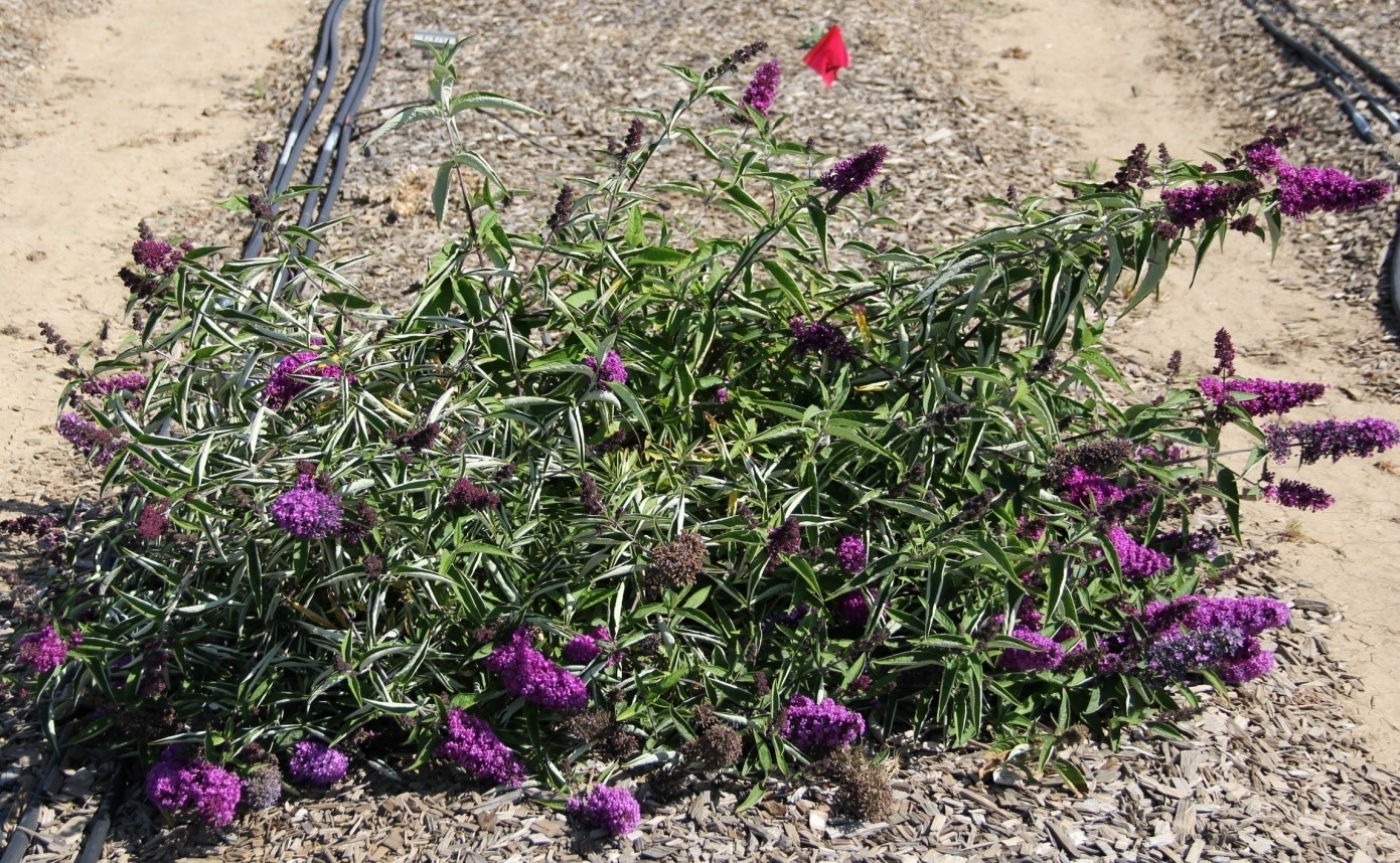buddleia tutti fruitti may 2014