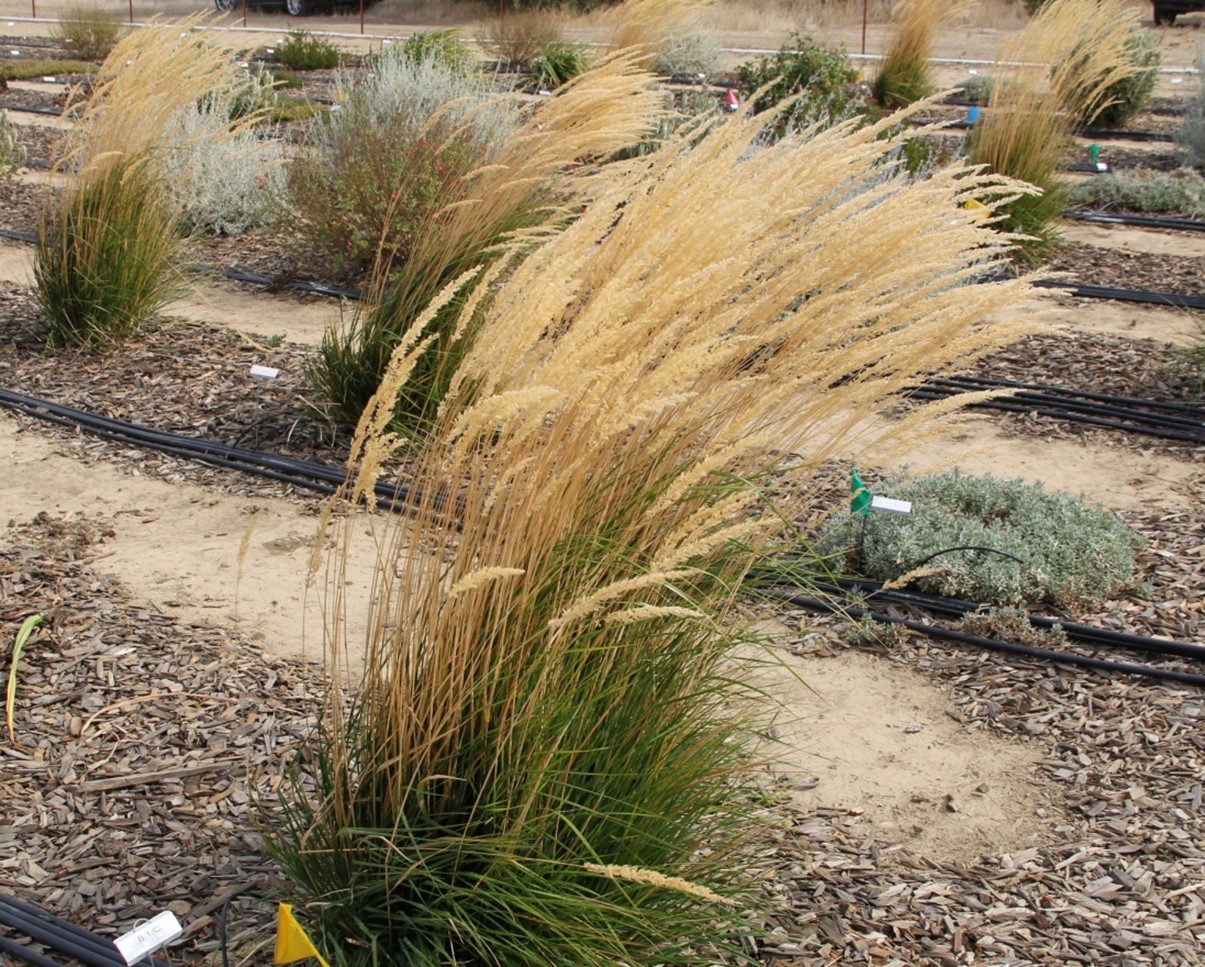 calamagrostis karl foerster oct breeze 2013