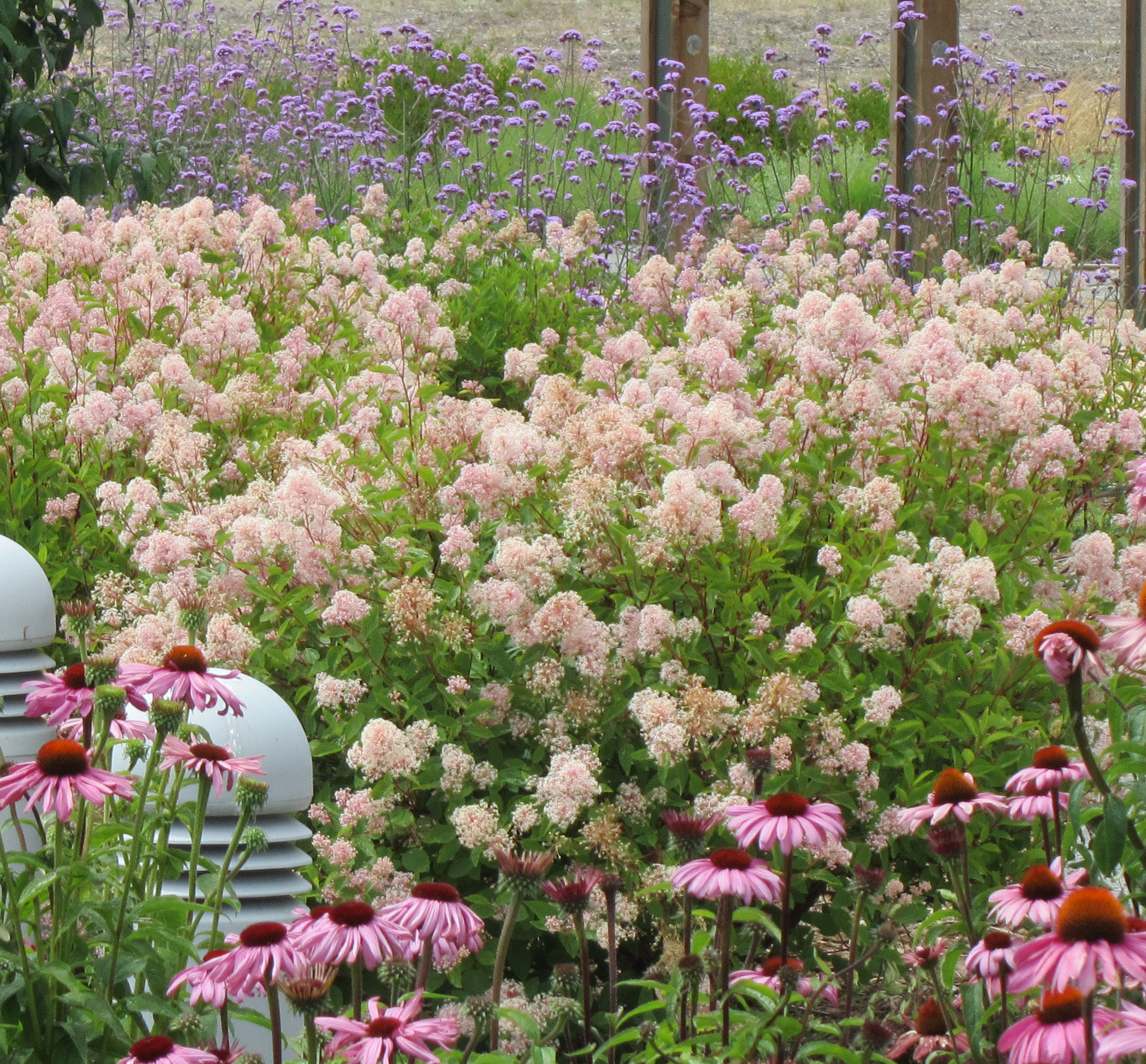 ceanothus marie simon 2009