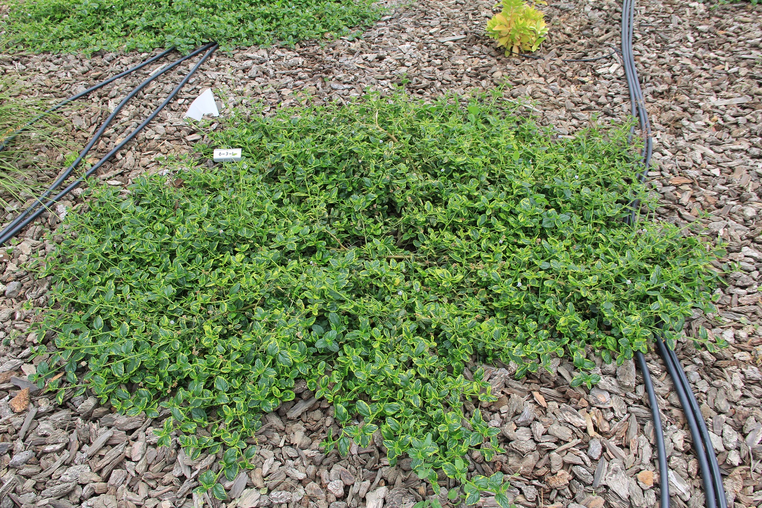 ceanothus matcea01 april 2019