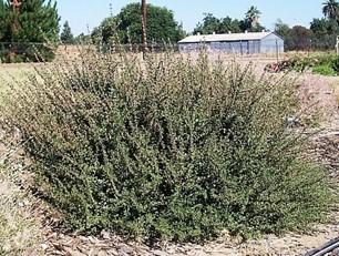 California lilac foliage in summer. Photo: SK Reid.
