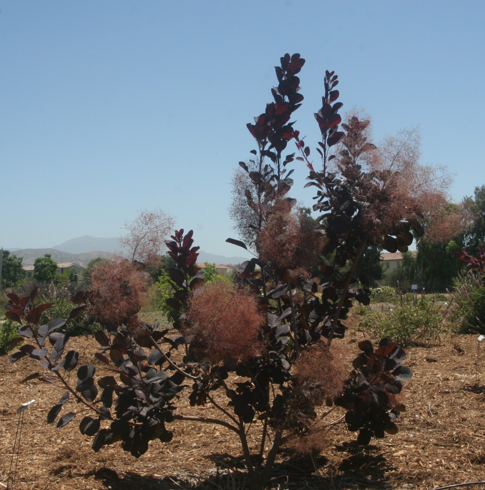 cotinus winecraft black 50 july 2020 SCREC