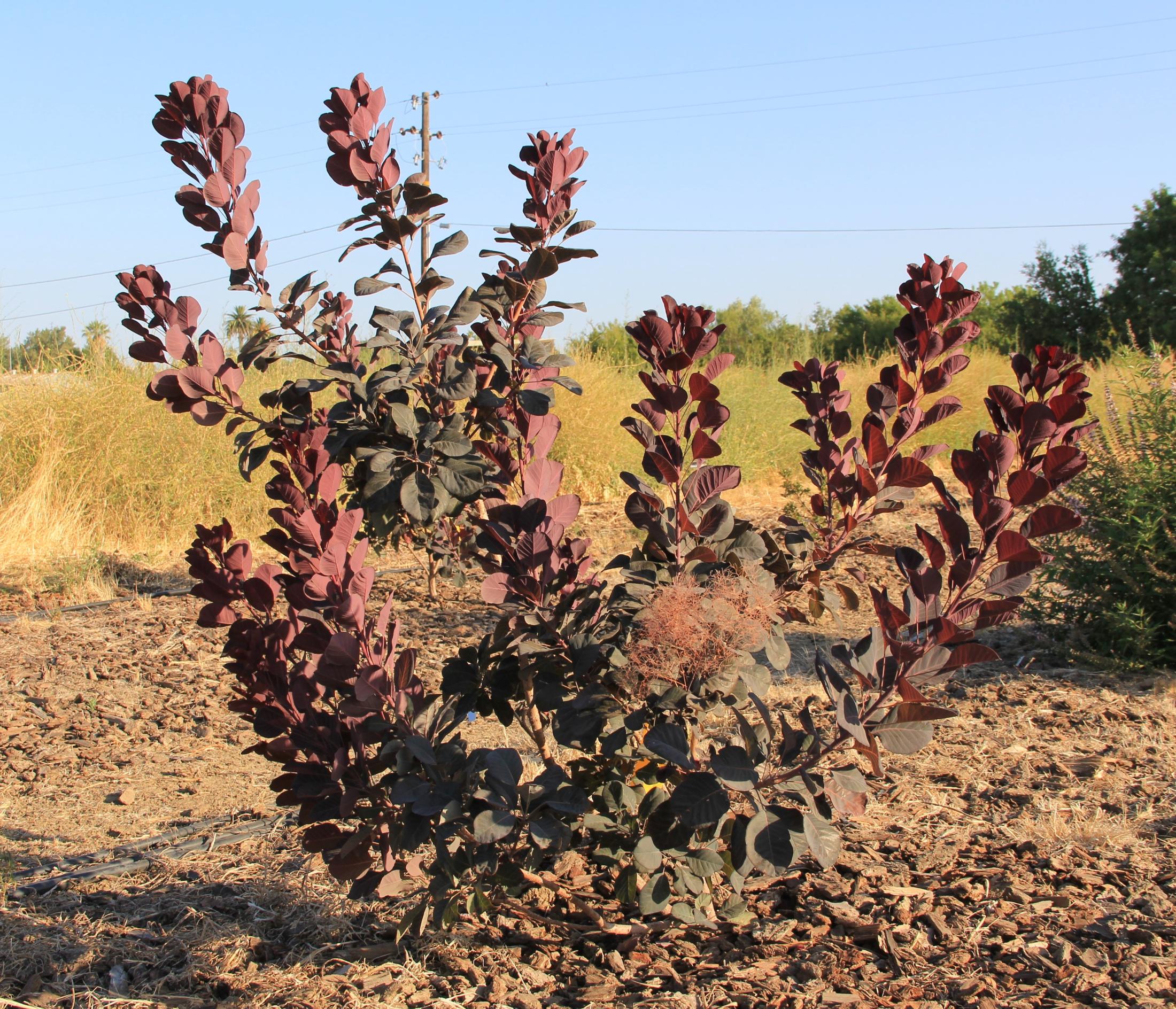 cotinus winecraft black oct 2020 SCREC