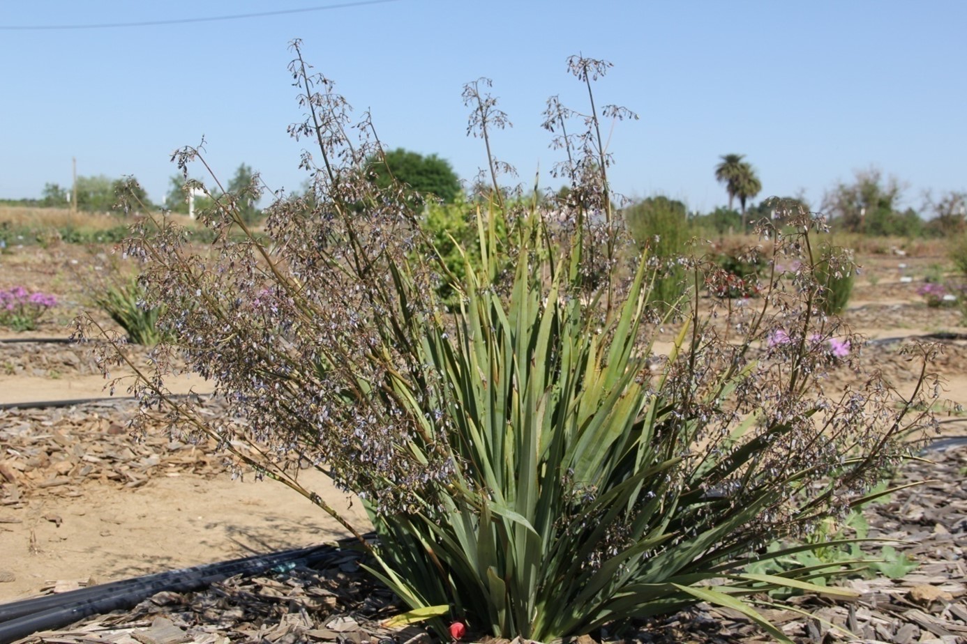 dianella cassa blue bloom april 2015