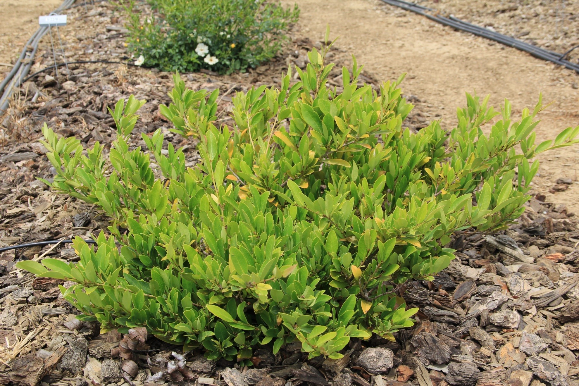 distylium vintage jade april 2018