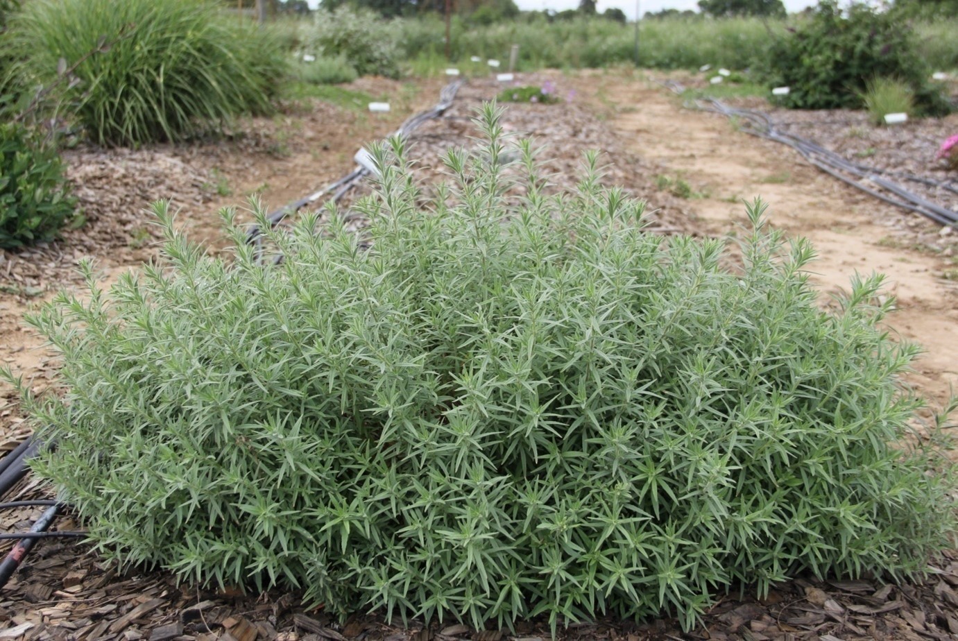 Epilobium ‘Sierra Salmon’ in April 2014 with fresh gray foliage. Photo: SK Reid.