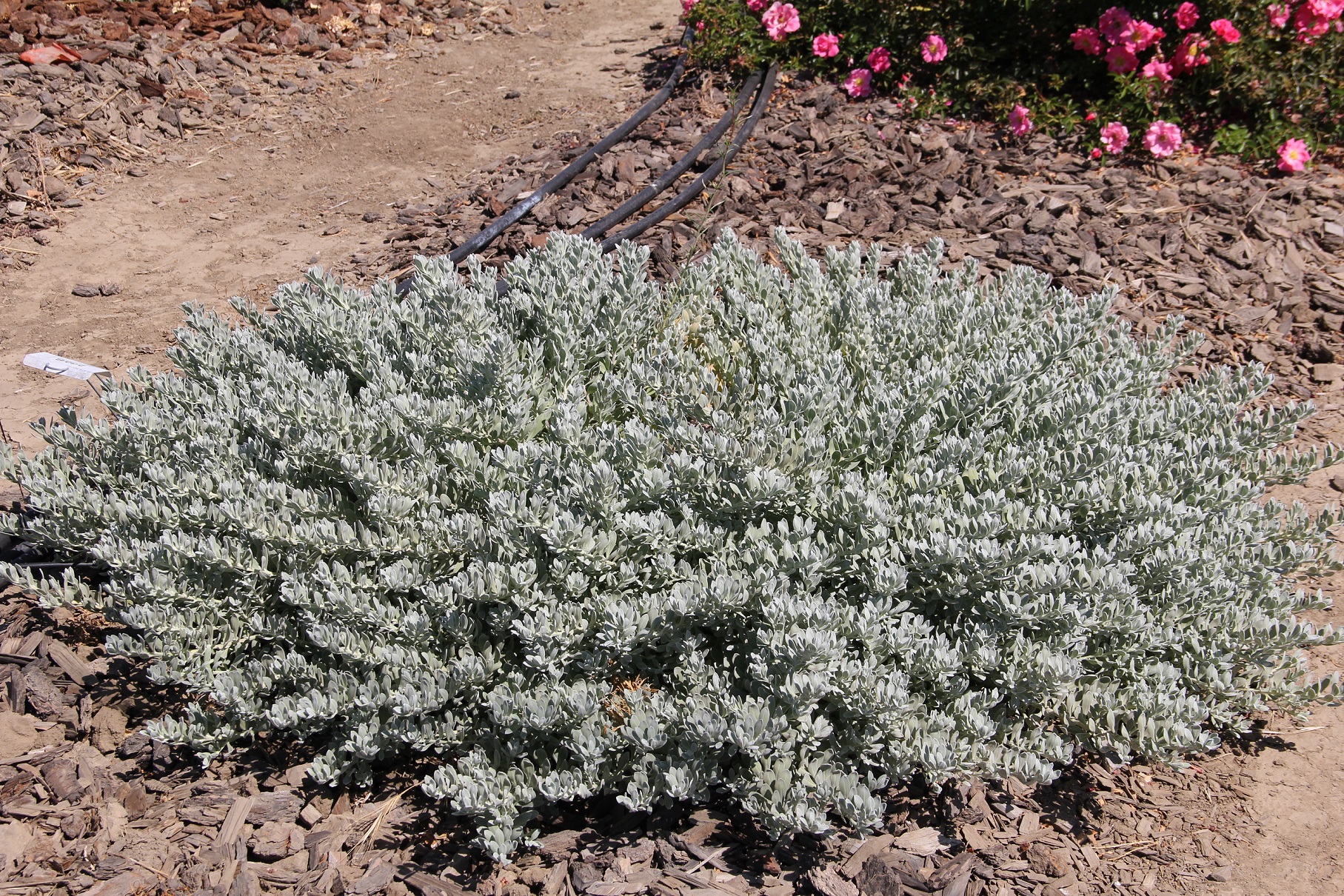 eremophia erem1 low july 2020