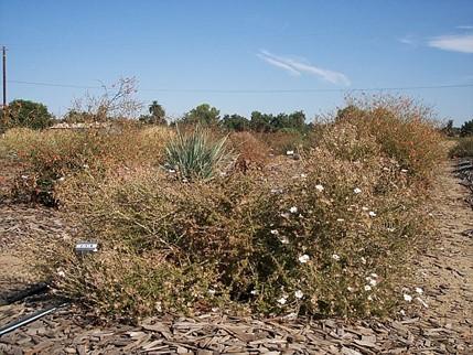 Apache plume displaying untidy habit. Photo: SK Reid.