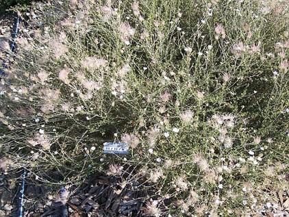 Apache plume in bloom and seed. Photo: SK Reid.