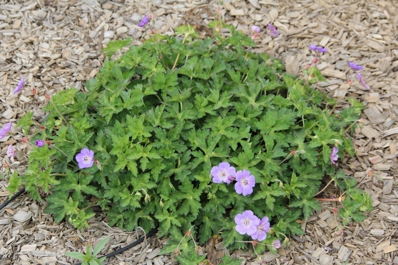 geranium rozanne april 2014