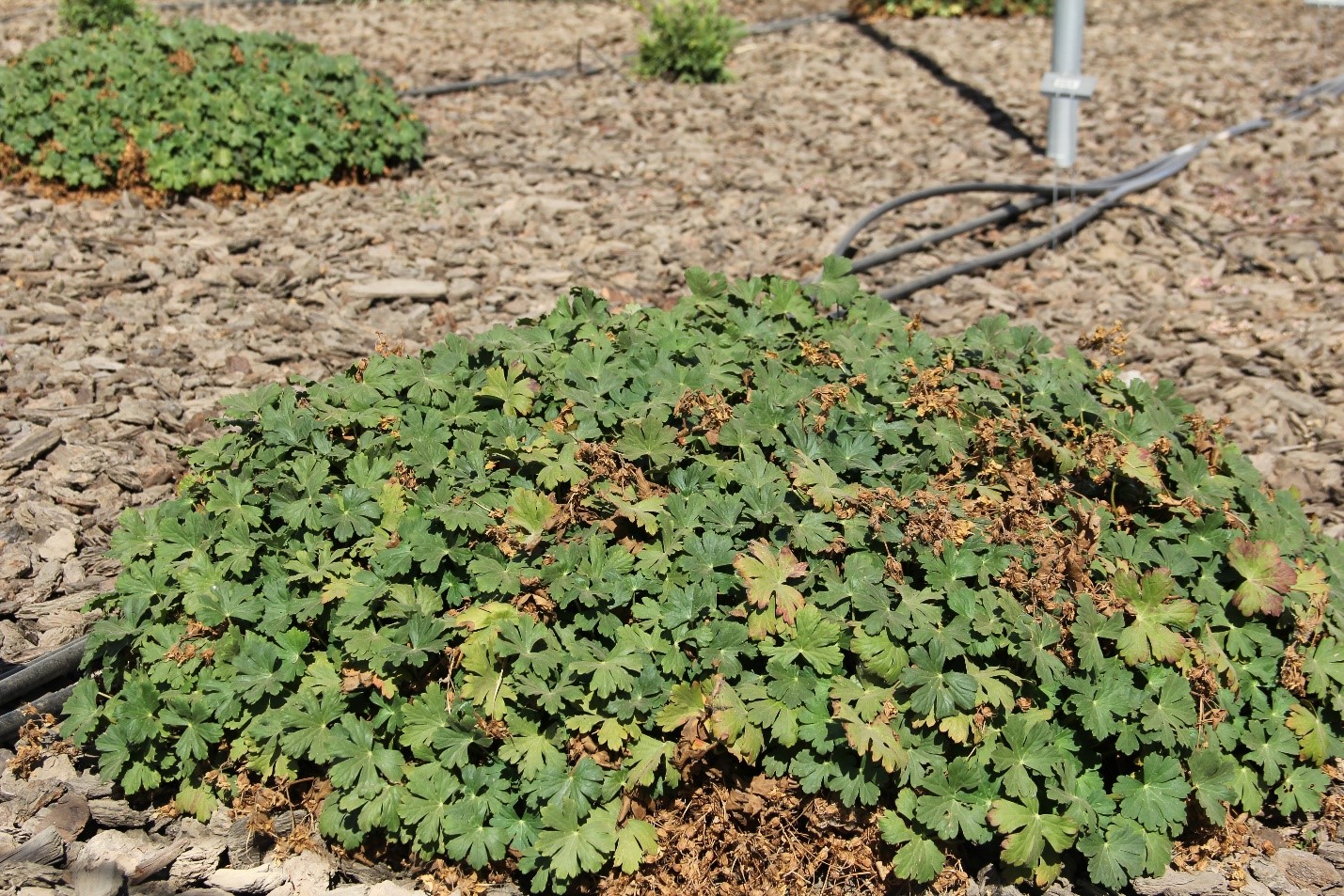 Geranium x cantabrigiense ‘Biokovo’ on 20% ETo in October 2017. (No summer water.) Photo: SK Reid.