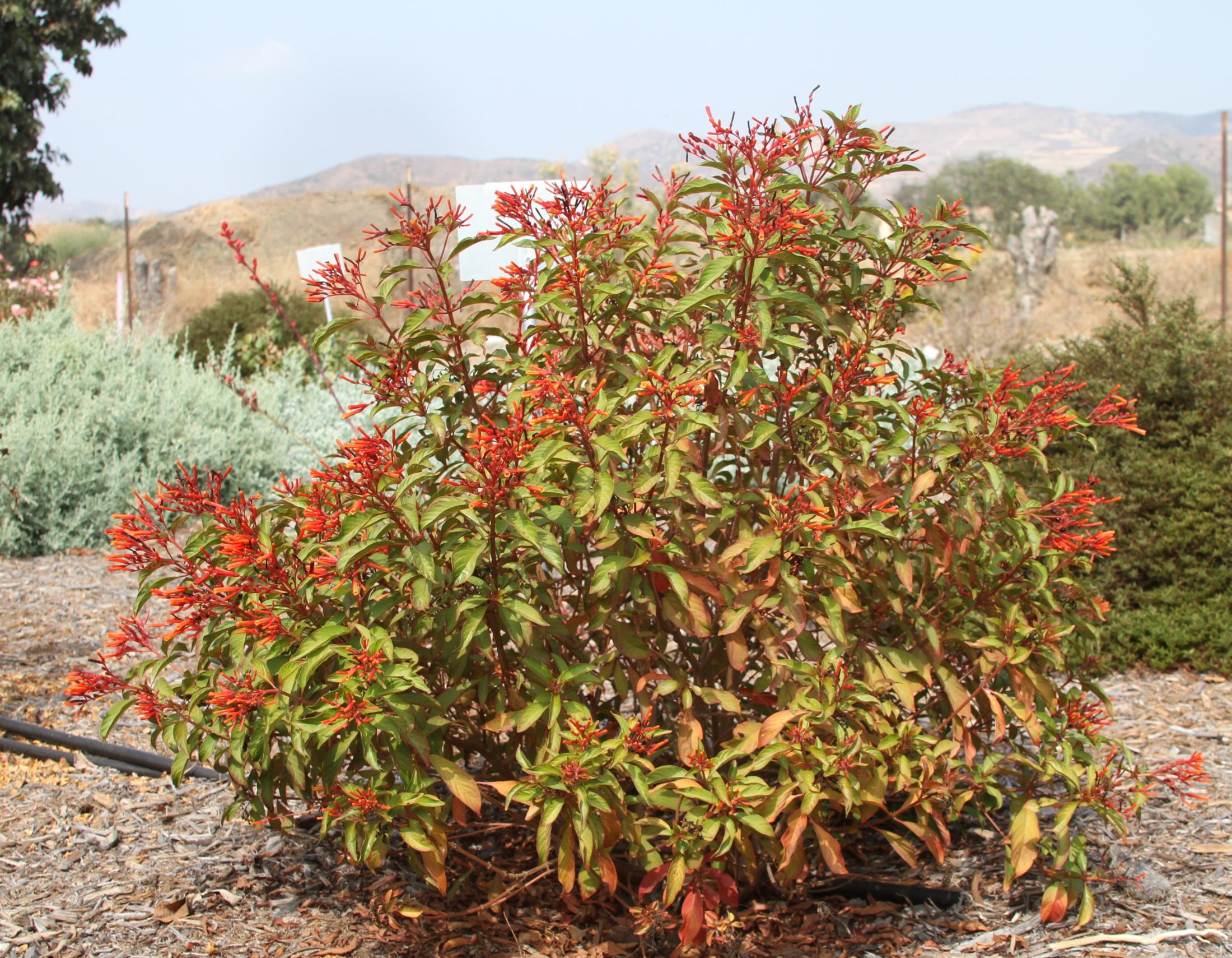 hamelia sierra red 50 oct 2020 SCREC