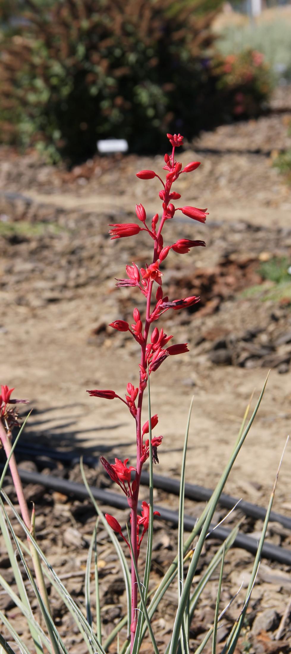 hesperaloe sandina glow closeup 20 july davis