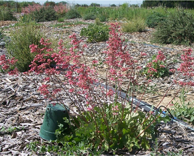 heuchera rosada 2007 UCD