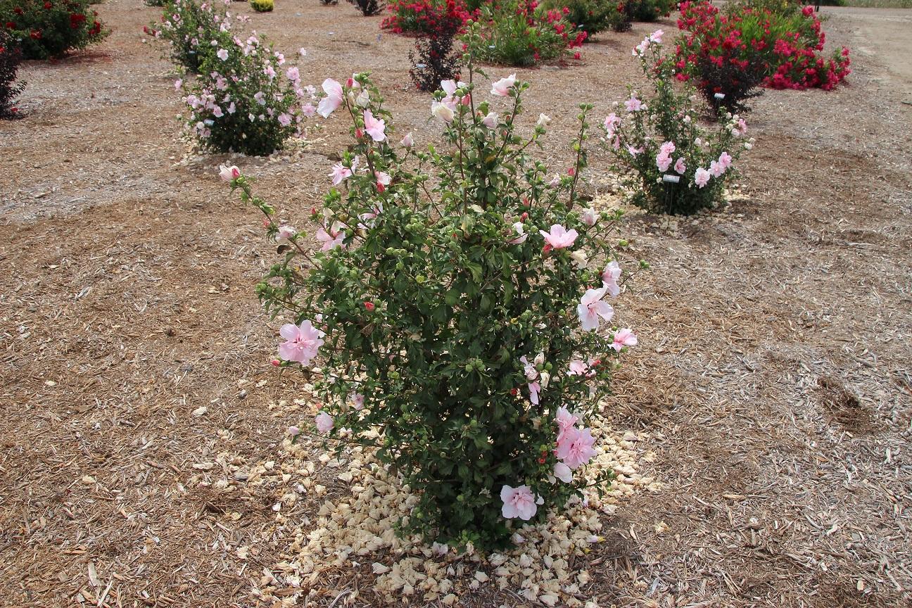hibiscus JWNWOOD4 20 july 2022 SCREC