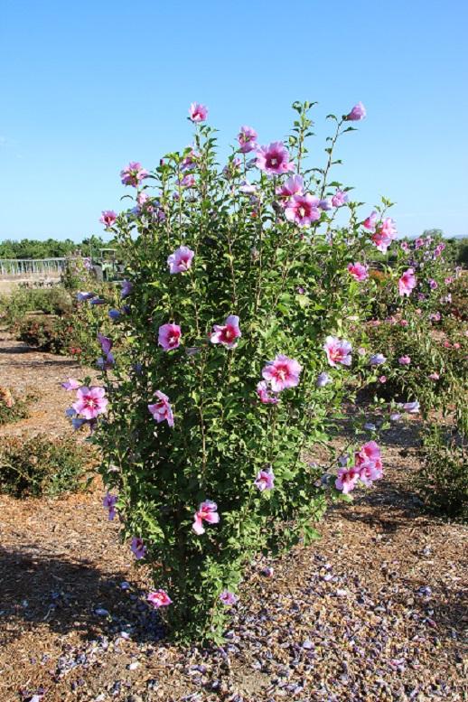 hibiscus gandini santiago 20 aug 2022 SCREC