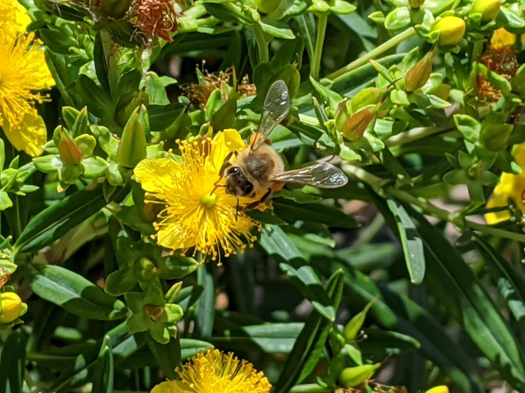 hypericum sunny boulevard closeup june 
