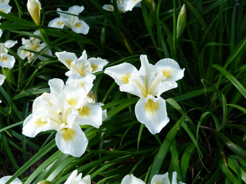iris canyon snow closeup 2009