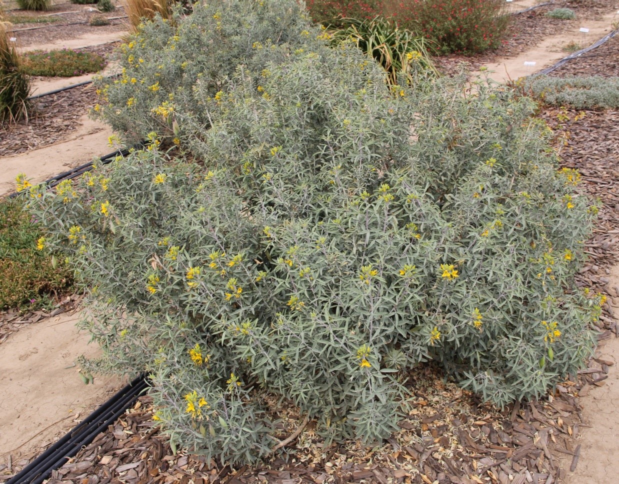 Isomeris arborea in October 2013 on 20% ET0. Photo: SK Reid.