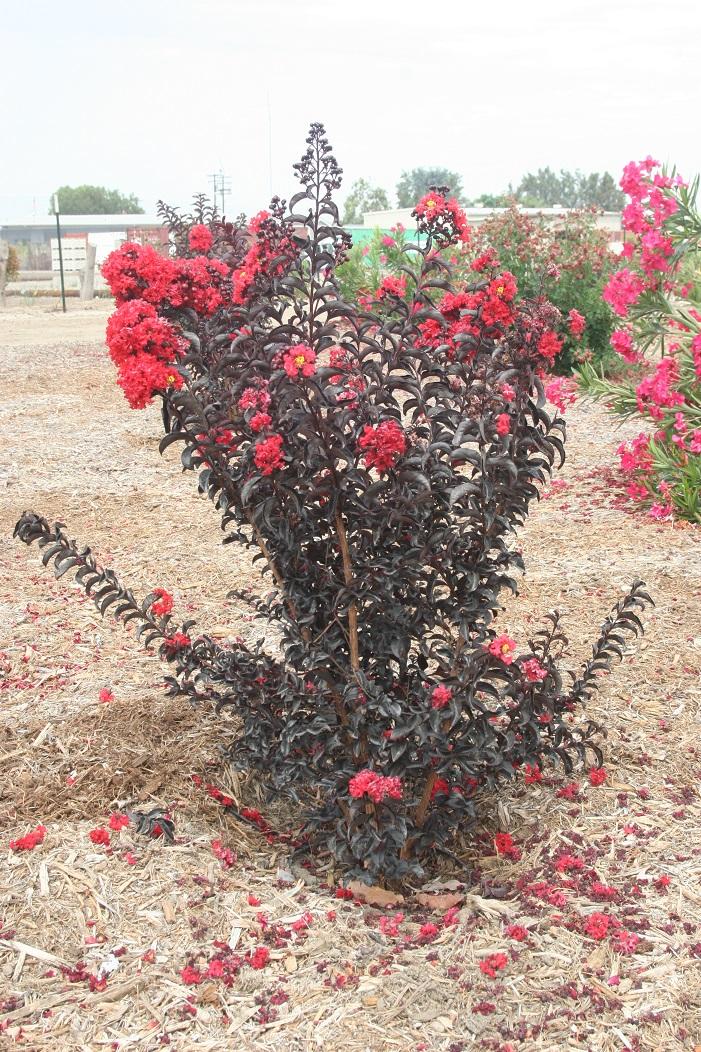 lagerstroemia SMNLCIBF 20 june 2022 SCREC