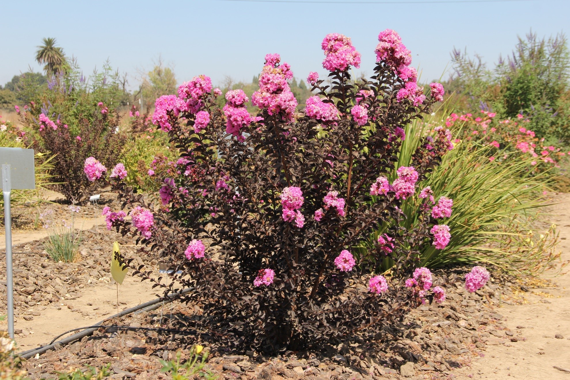 lagerstroemia delta eclipse 20 sept 2018