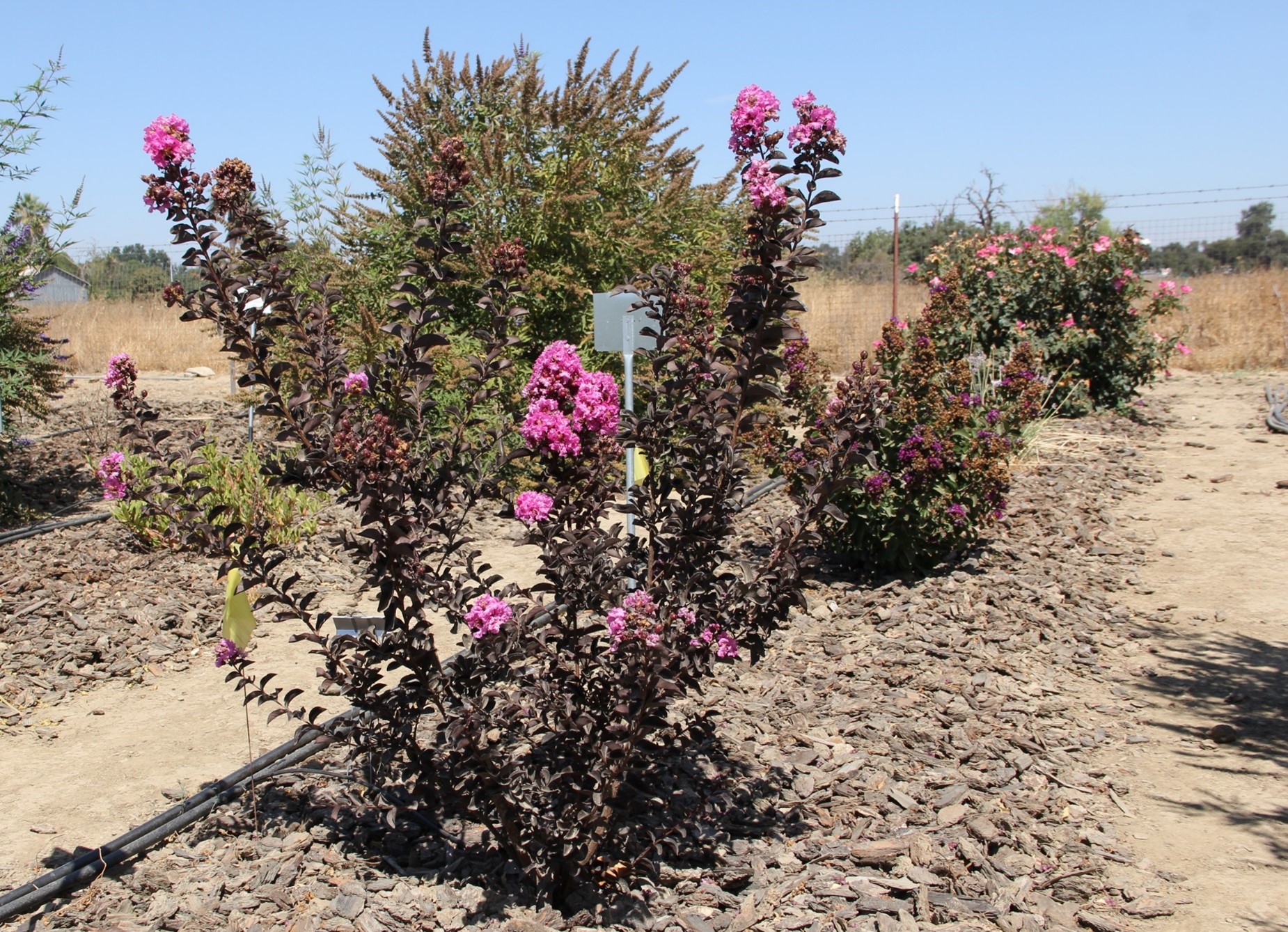 lagerstroemia delta eclipse 50 sept 2018